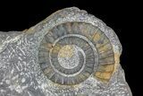 Pair Of Devonian Anetoceras Ammonites - Morocco #67721-4